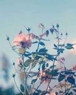Close-up of flowers against sky