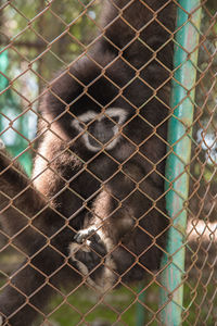 Close-up of monkey in cage