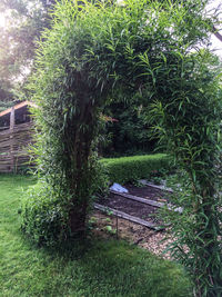 Trees growing in park