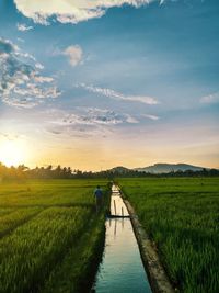 Scenic view of agricultural field against sky during sunset