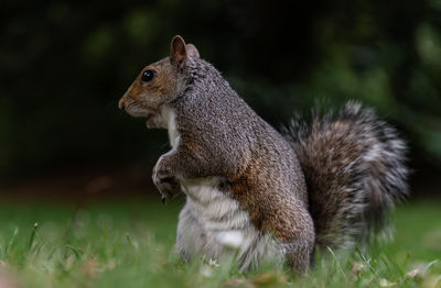 Close-up of squirrel