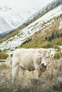 Cow in a field