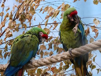 Low angle view of parrot perching on tree