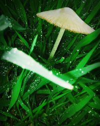 Close-up of water drops on plant