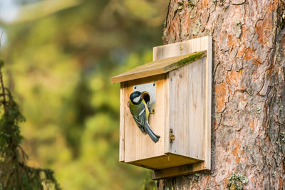 Close-up of bird perching on tree trunk