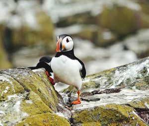 Close-up of puffins perching on rock