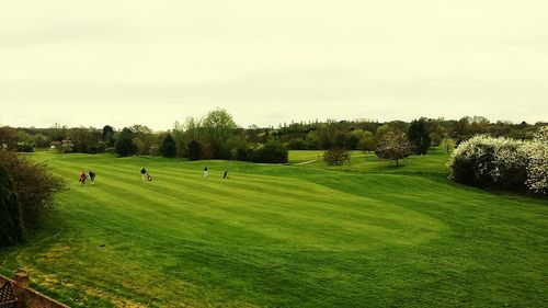 Trees on grassy field