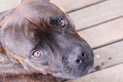 Close-up of dog looking at camera