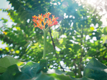 Close-up of flowering plant