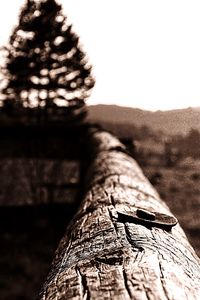 Close-up of tree trunk against clear sky