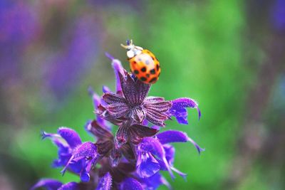Close-up of ladybug on purple