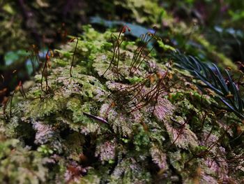 Close-up of moss growing on tree