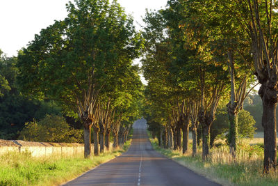 Empty road along trees