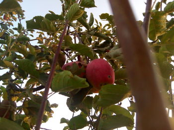 Low angle view of fruits growing on tree