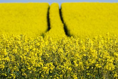 Scenic view of oilseed rape field