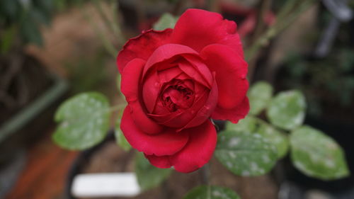 Close-up of red rose