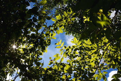 Low angle view of tree leaves against sky