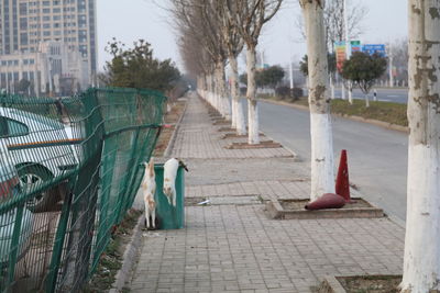 Walkway amidst trees in city