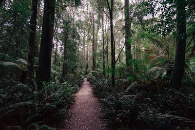 Trees in forest