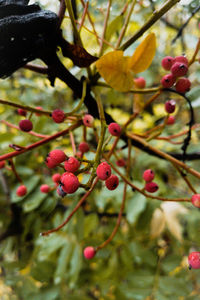 Close-up of berries growing on tree