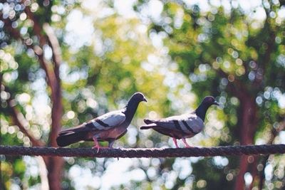 Low angle view of bird perching on tree