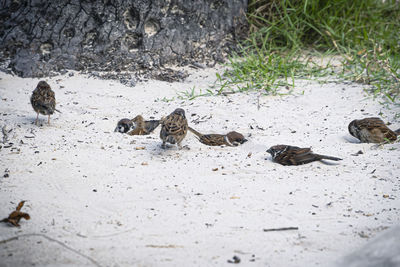 Flock of birds on beach