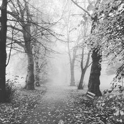 Bare trees in forest