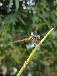 Close-up of dragonfly on plant