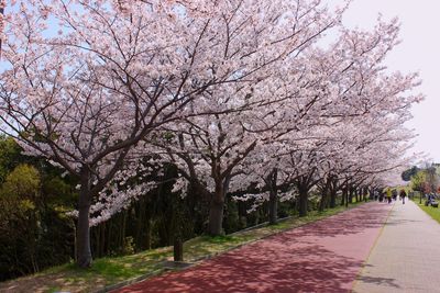 View of cherry blossom trees in park