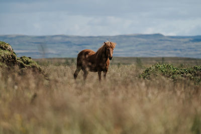 Horse grazing on field against sky