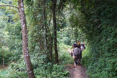 Rear view of people with elephants in forest