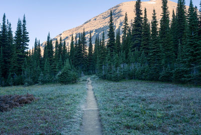 Road amidst trees in forest