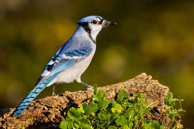 A blue jay perched on a log