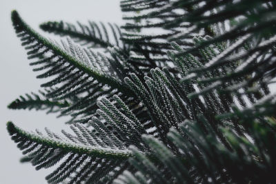 Close-up of fern leaves