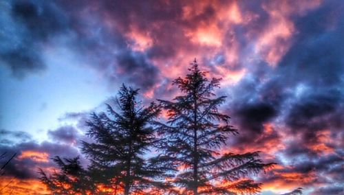 Low angle view of trees against cloudy sky