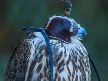 Close-up of owl