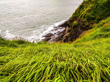 Scenic view of beach