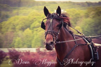 Horses in ranch