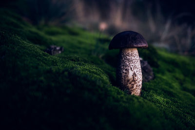 Close-up of mushroom growing on field