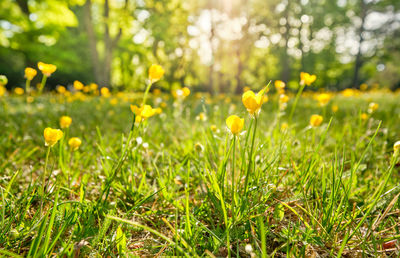 Close-up of yellow flowering plants on field