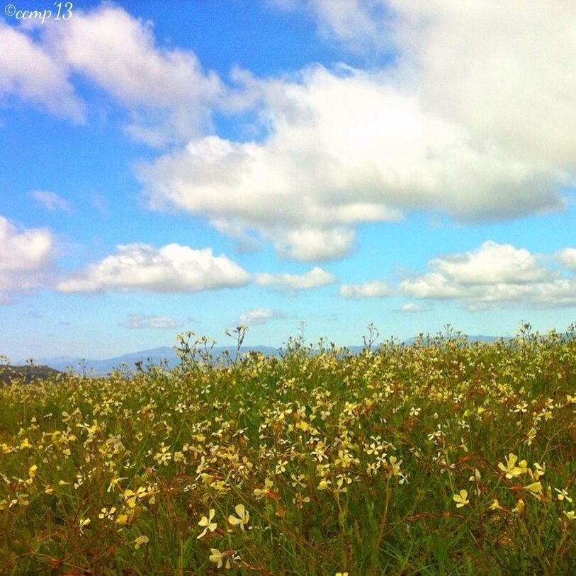 sky, flower, growth, beauty in nature, tranquil scene, plant, tranquility, nature, field, scenics, cloud - sky, landscape, cloud, freshness, grass, wildflower, blue, cloudy, yellow, day