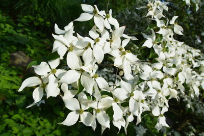 Close-up of white flowers on sunny day