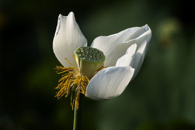 Close-up of white flower