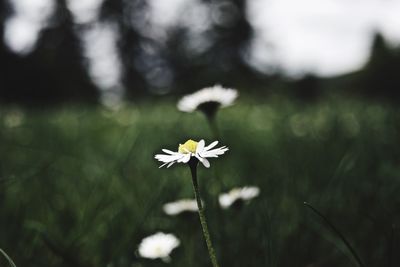 Close-up of white daisy flowers