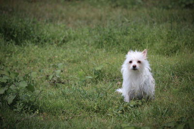 White dog sitting on grassy field