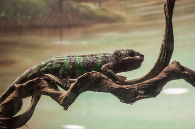 Close-up of lizard on branch at zoo