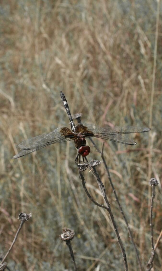 CLOSE-UP OF SPIDER