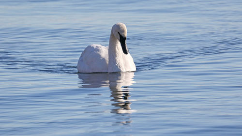 Swan swimming in lake