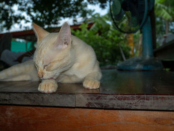 Cat resting on a table