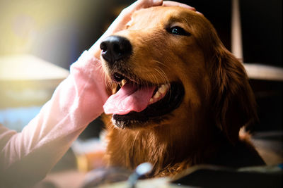 Selective focus happy golden retriever dog with hand on his head